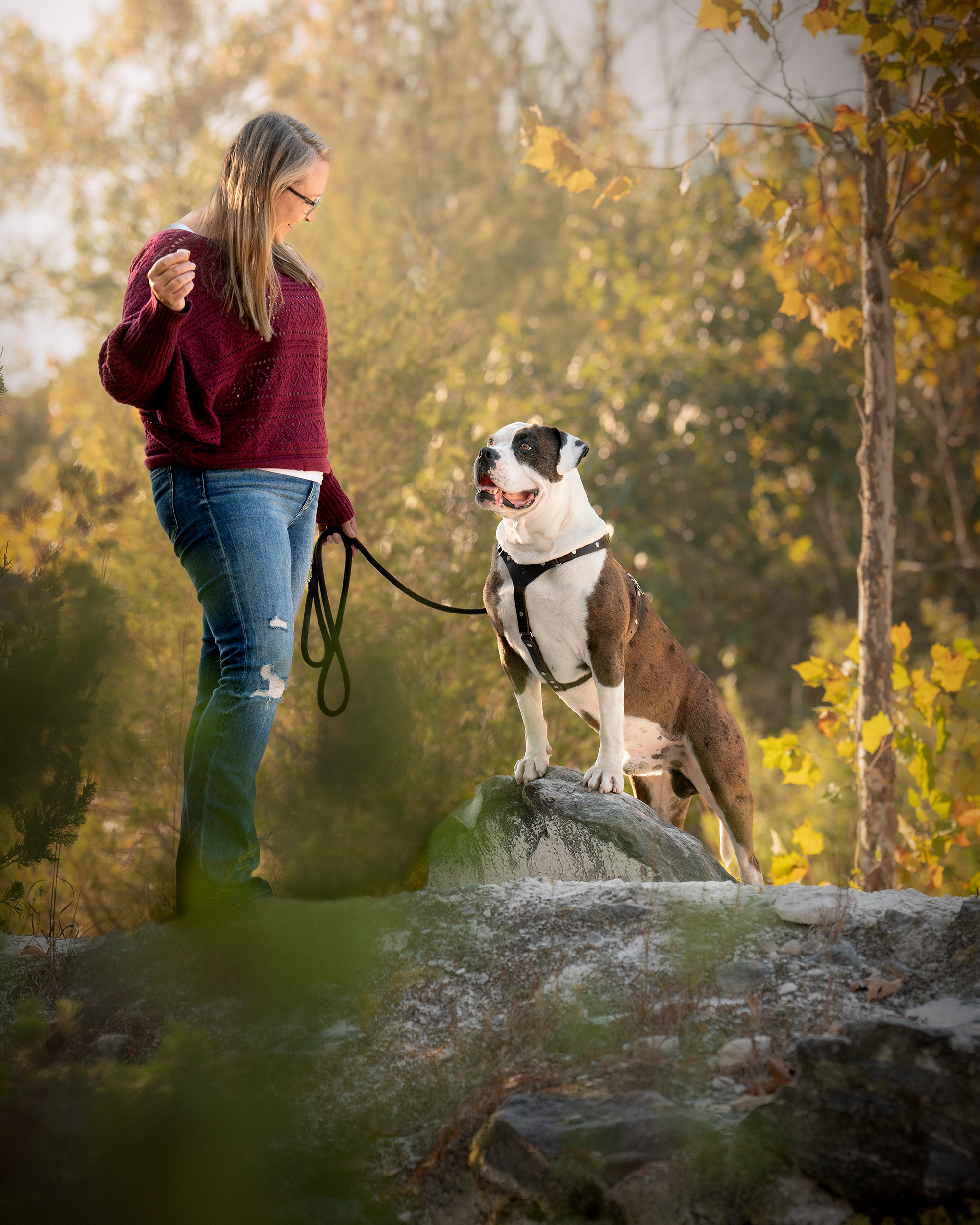 Alapaha Blue Blood Bulldog wearing a custom leather harness while owner is holding his leash 