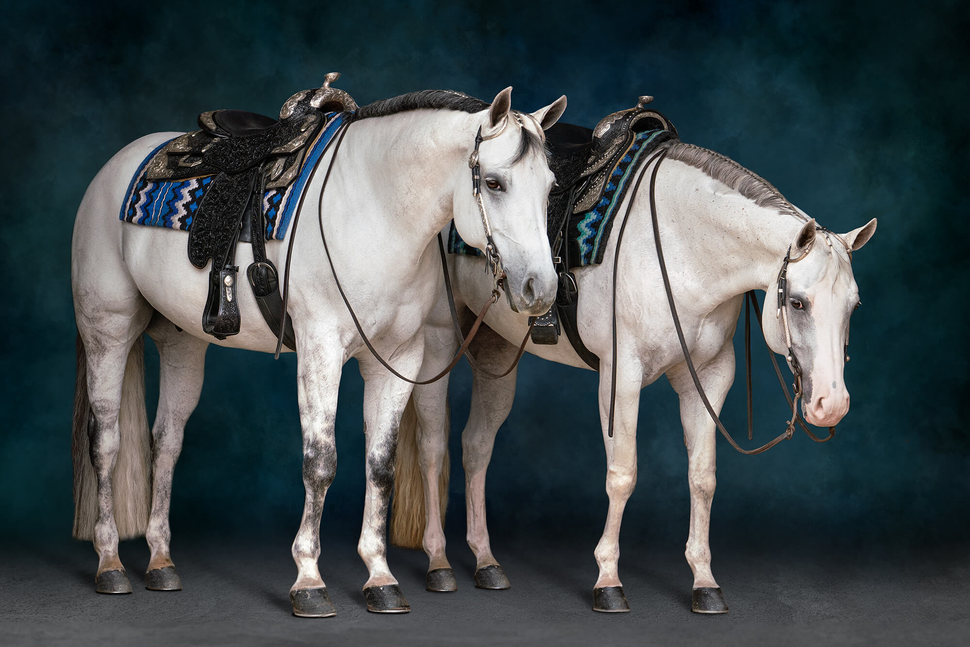 two grey Quarter horses in black back standing next to each other. this is edited with a painterly style blue background.