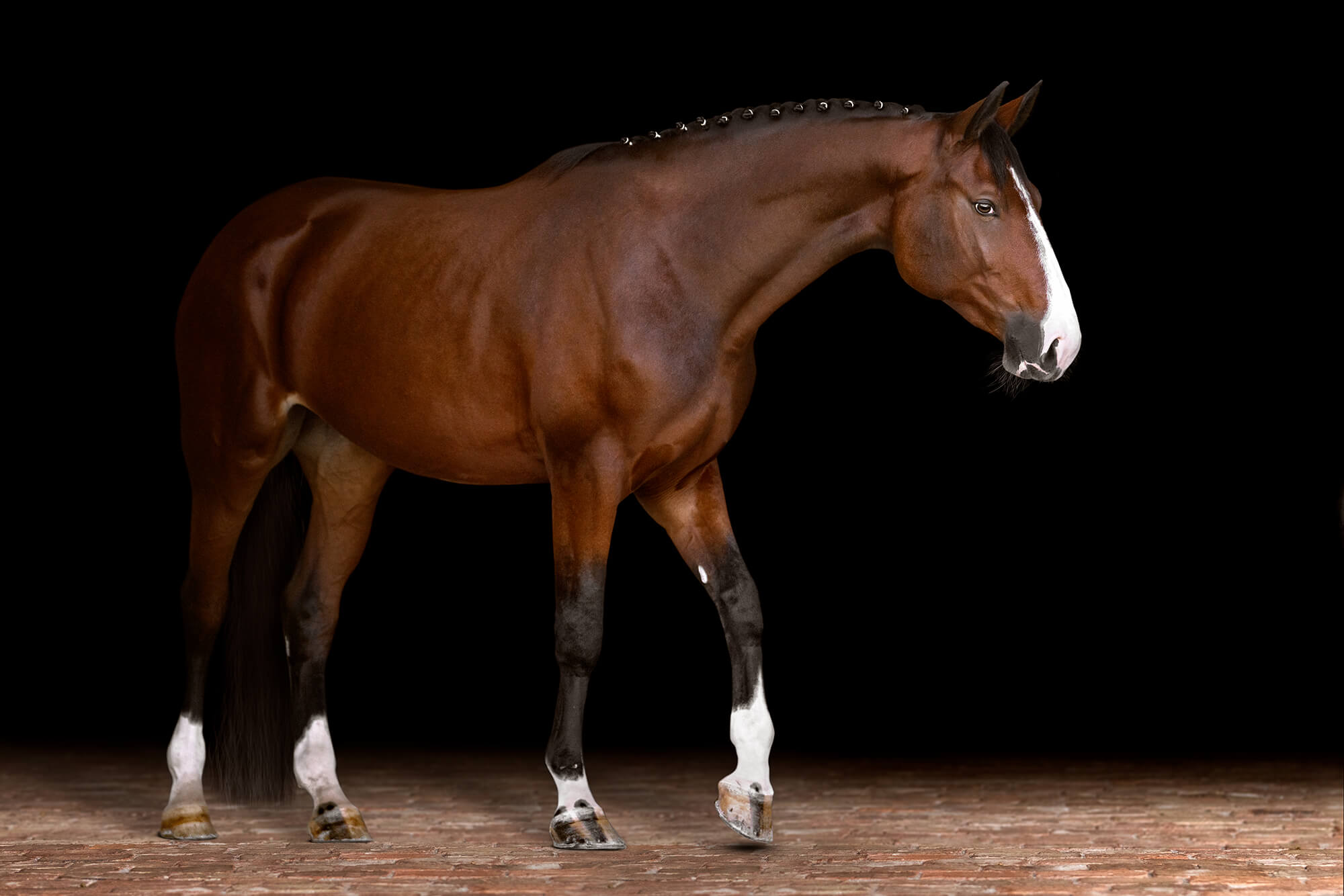 Bay warmblood horse with white blaze, dressage braids, walking photographed in a black background style