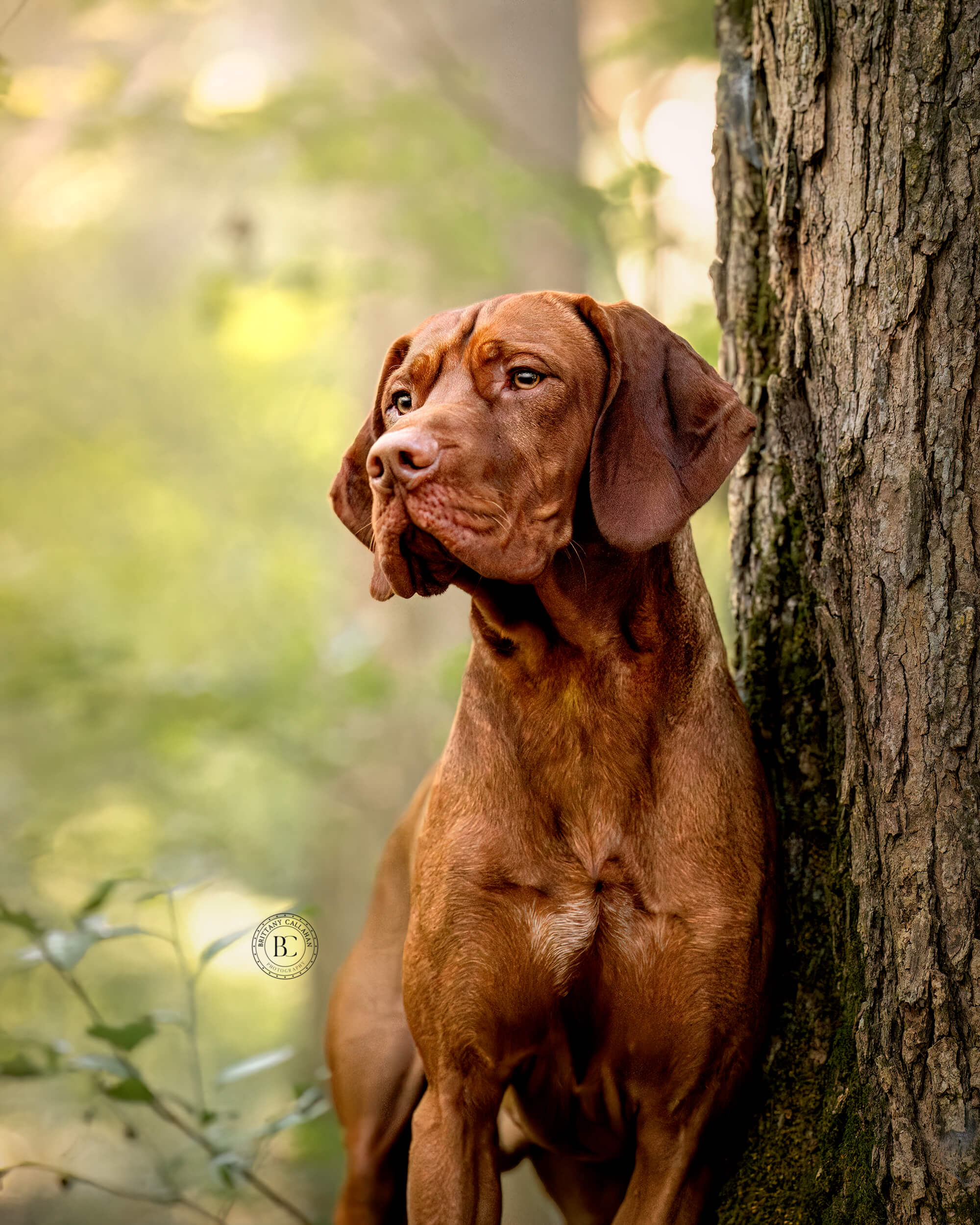 Vizsla dog standing by a tree
