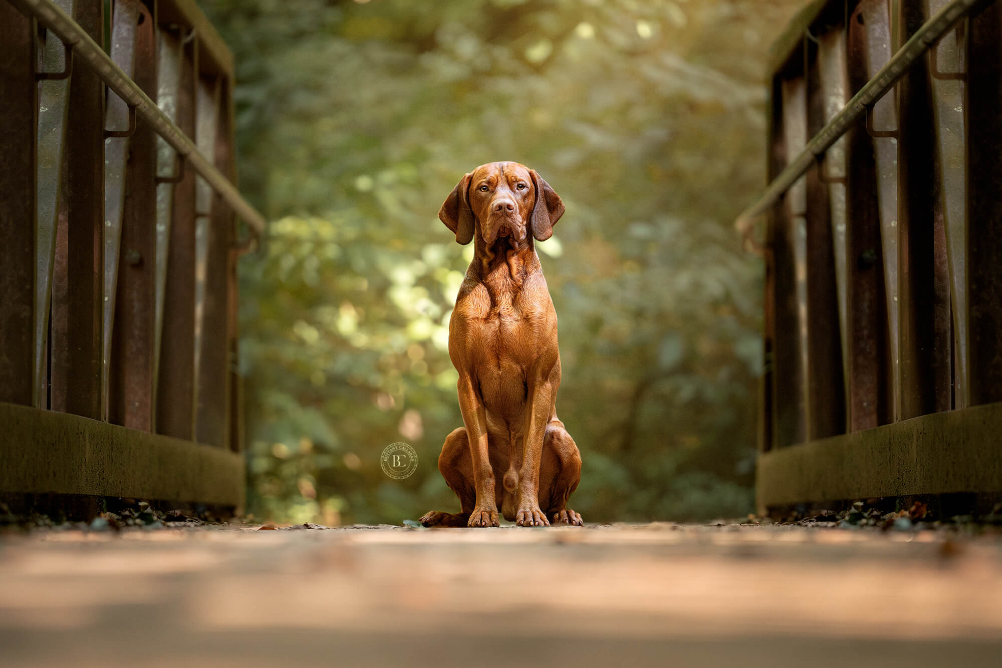 Vizsla dog sitting on a bridge looking at the camera with trees behind