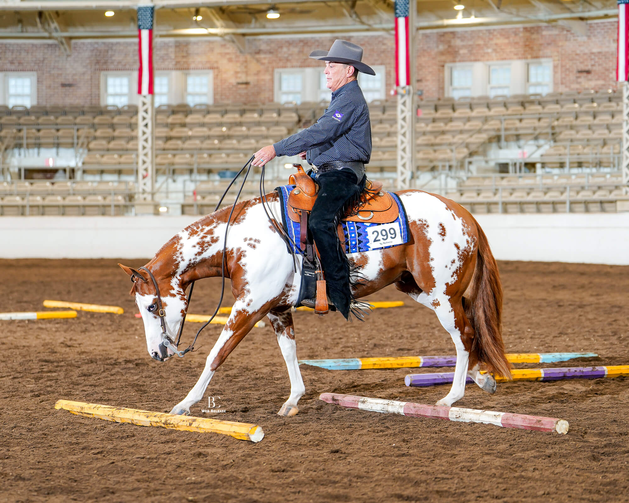 chestnut overo paint horse being showing in city trail loping over poles.