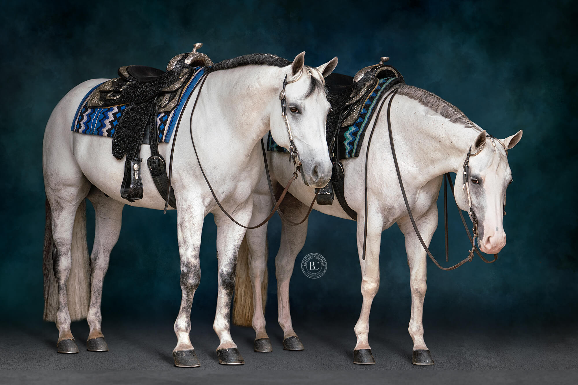 two grey horses in black back standing next to each other. this is edited with a painterly style blue background.