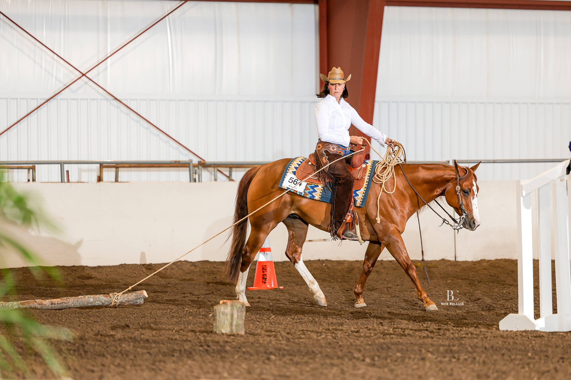 chestnut quarter horse showing in ranch trail pulling a pole behind as he trots.