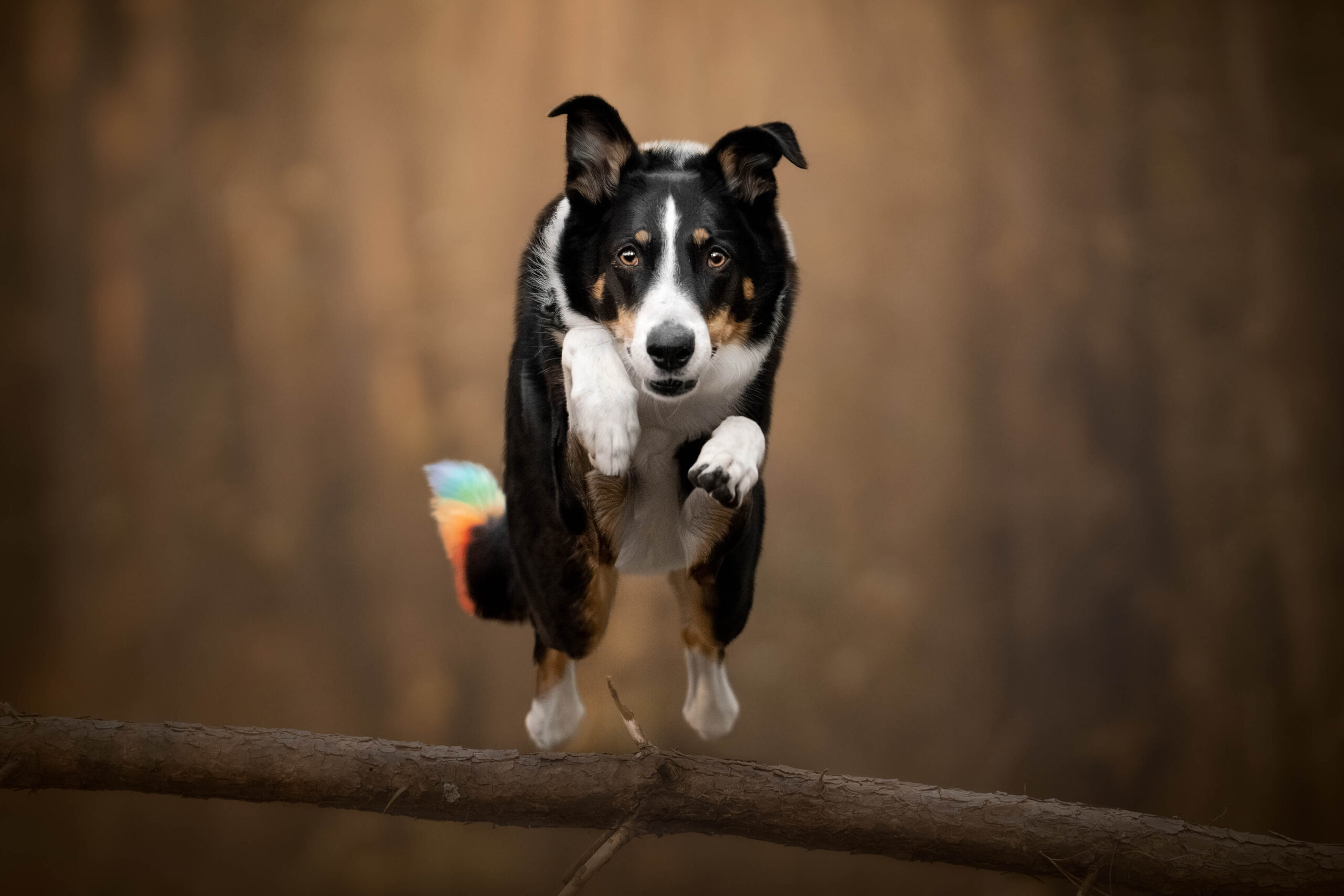Collie Cross Mix jumping over a log on a woodland trail.