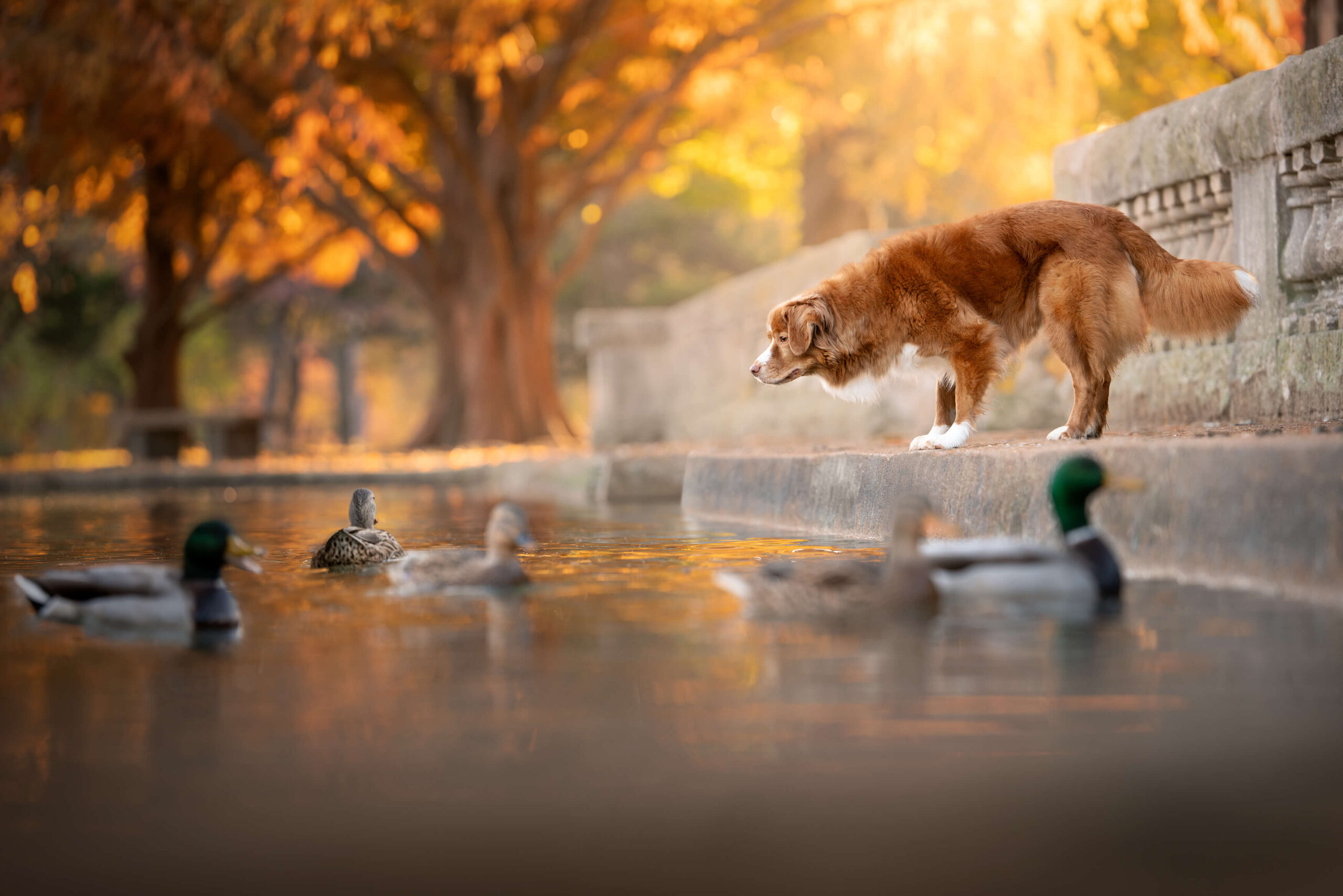 Duck Toller Dog leaning over and looking at ducks in a pond.