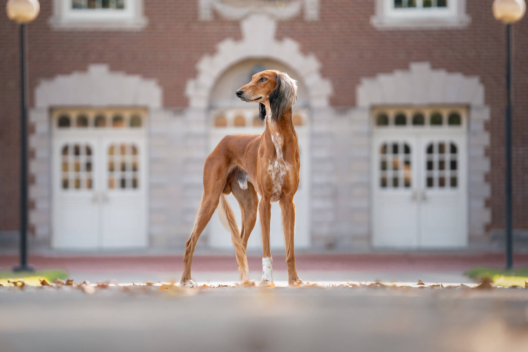 Saluki dog photographed in an archway of a red brick building