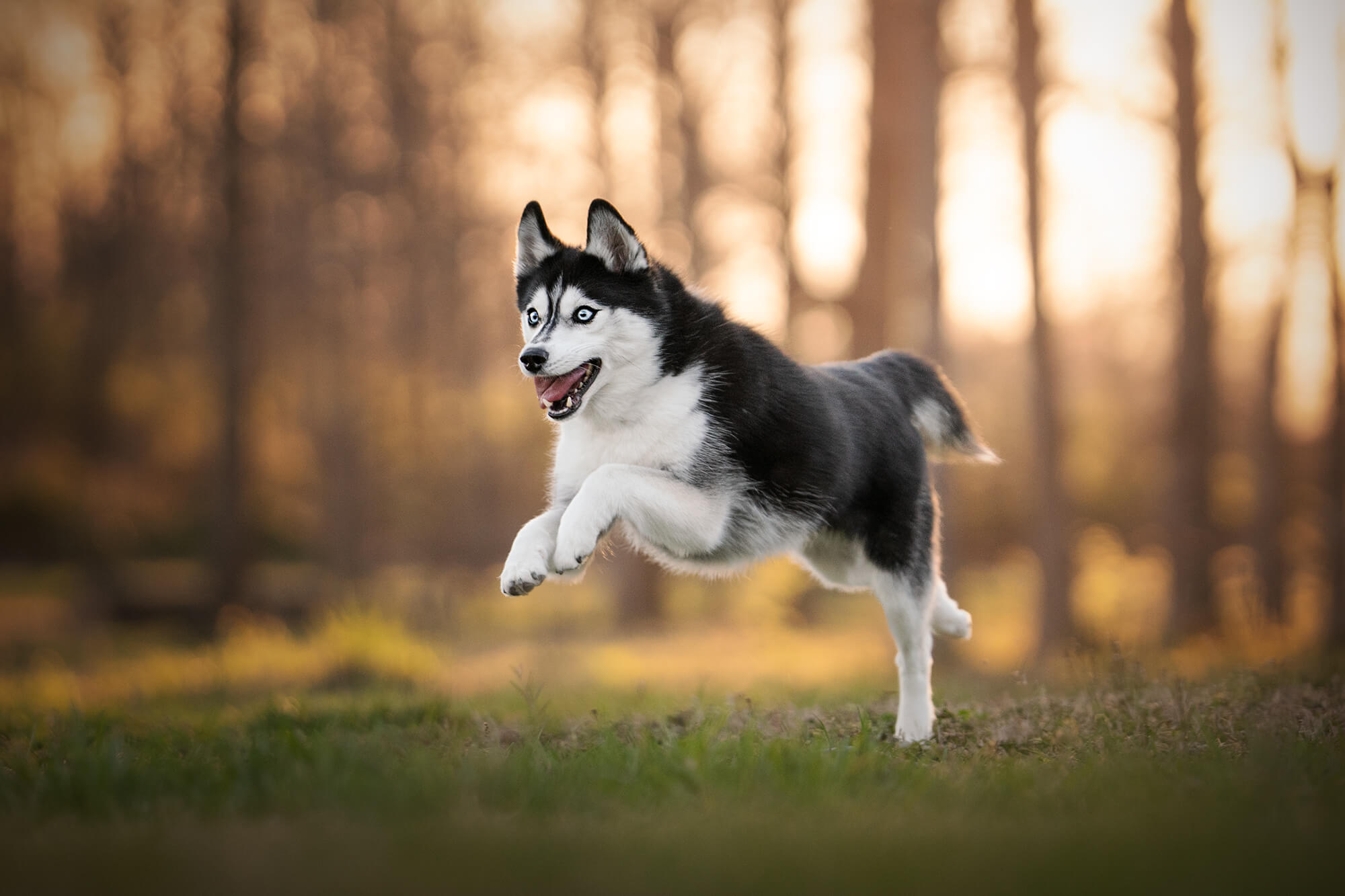 pomsky dog running in a field with trees behind