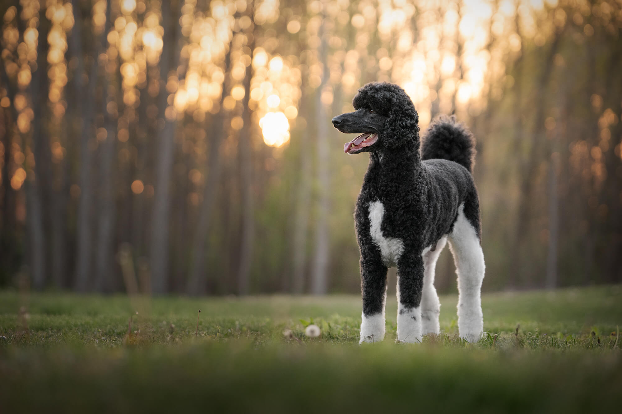 black and white poodle standing in a field with trees behind