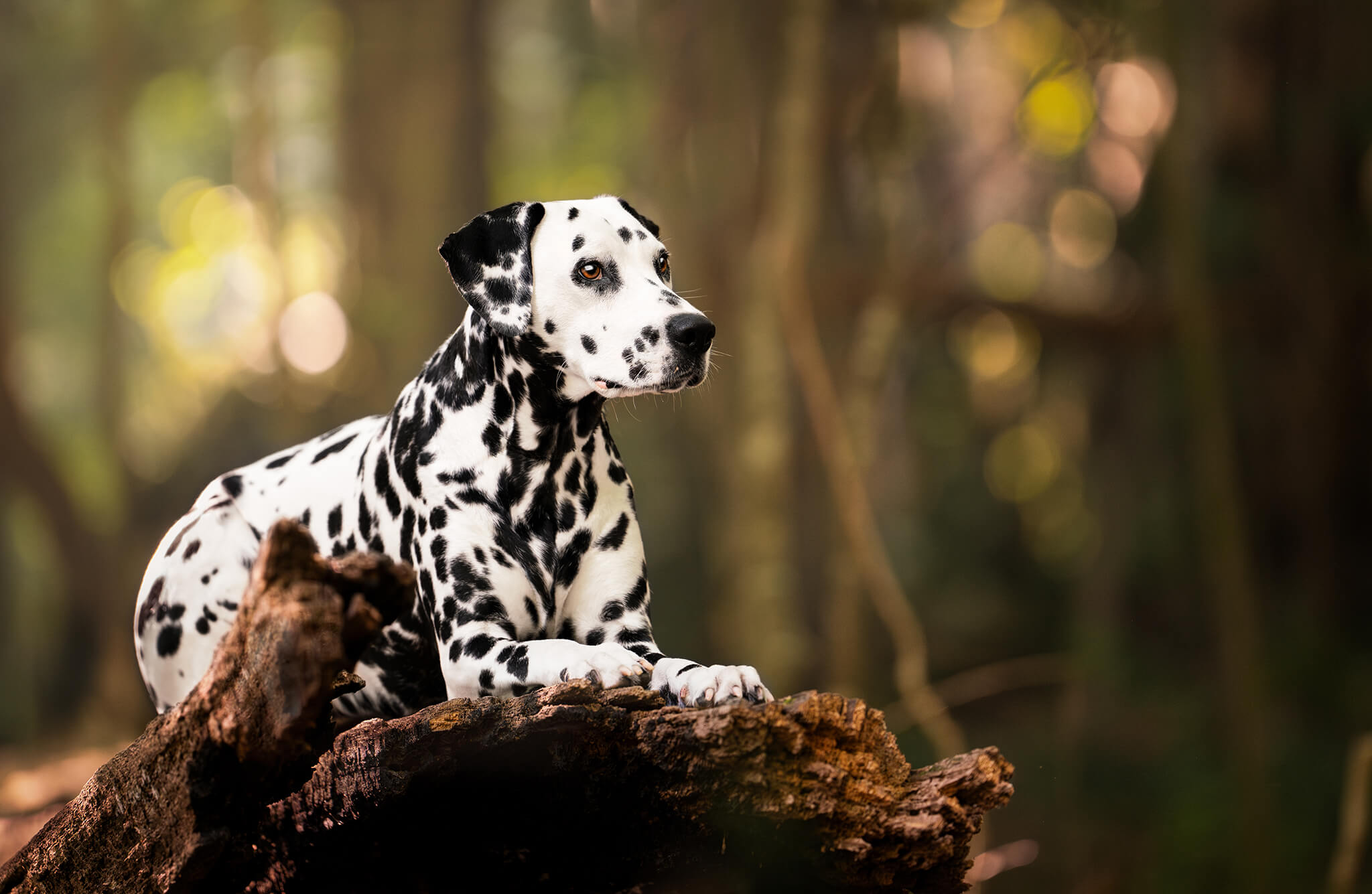 Dalmatian Dog laying on fallen tree at Ferne Clyffe National Park