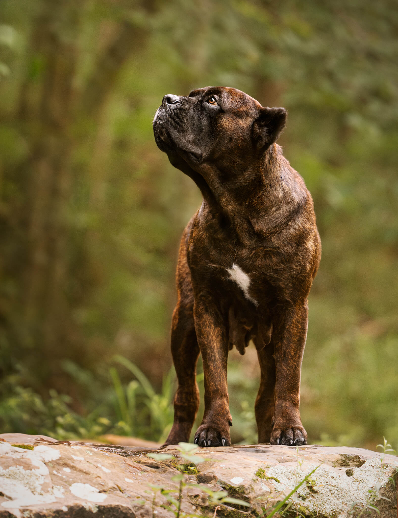 Brindle Cane Corso with white one the the chest looking up standing on a stone.