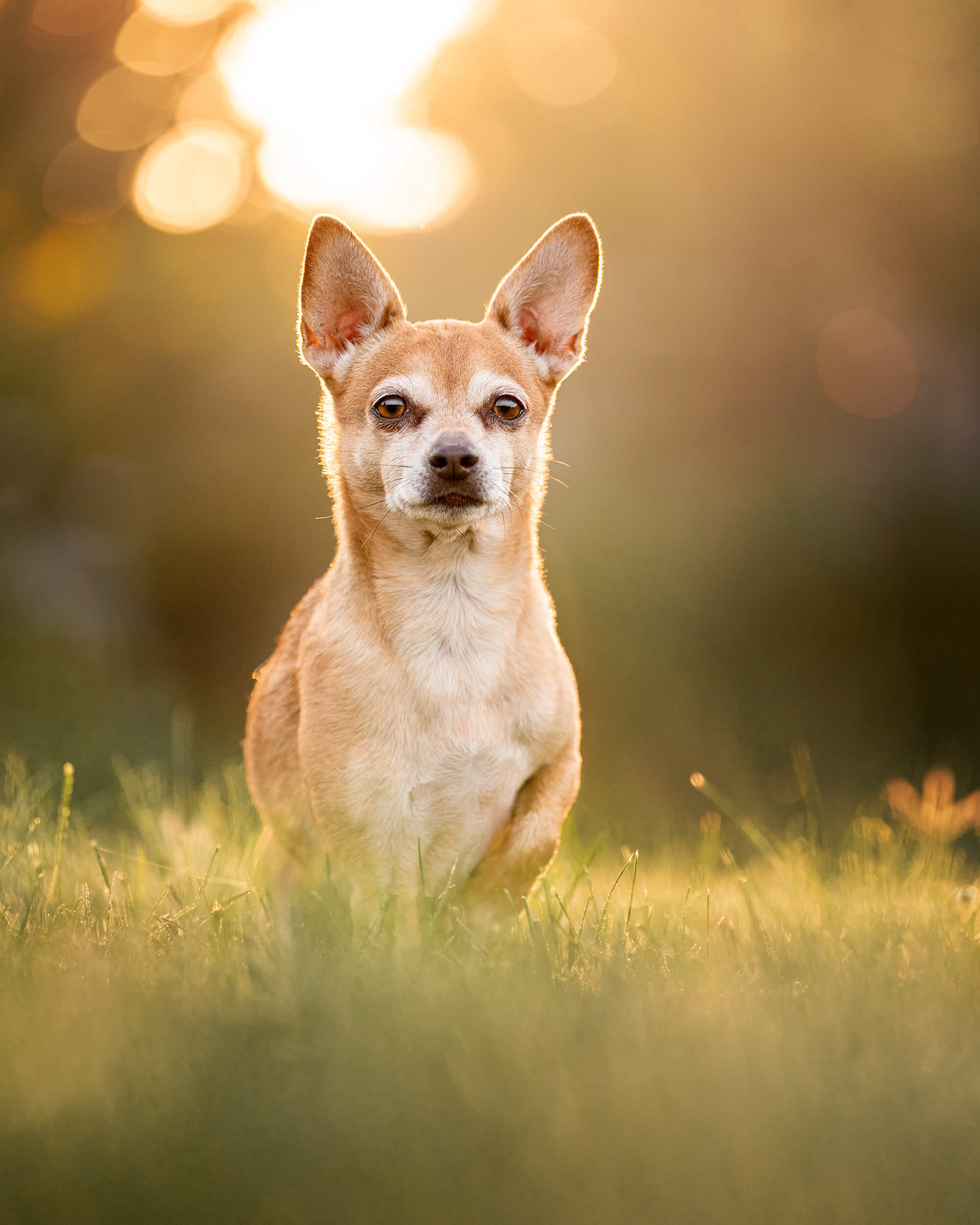 Tan chiahuahua dog standing in the gras with one paw with gold hour sun behind him.