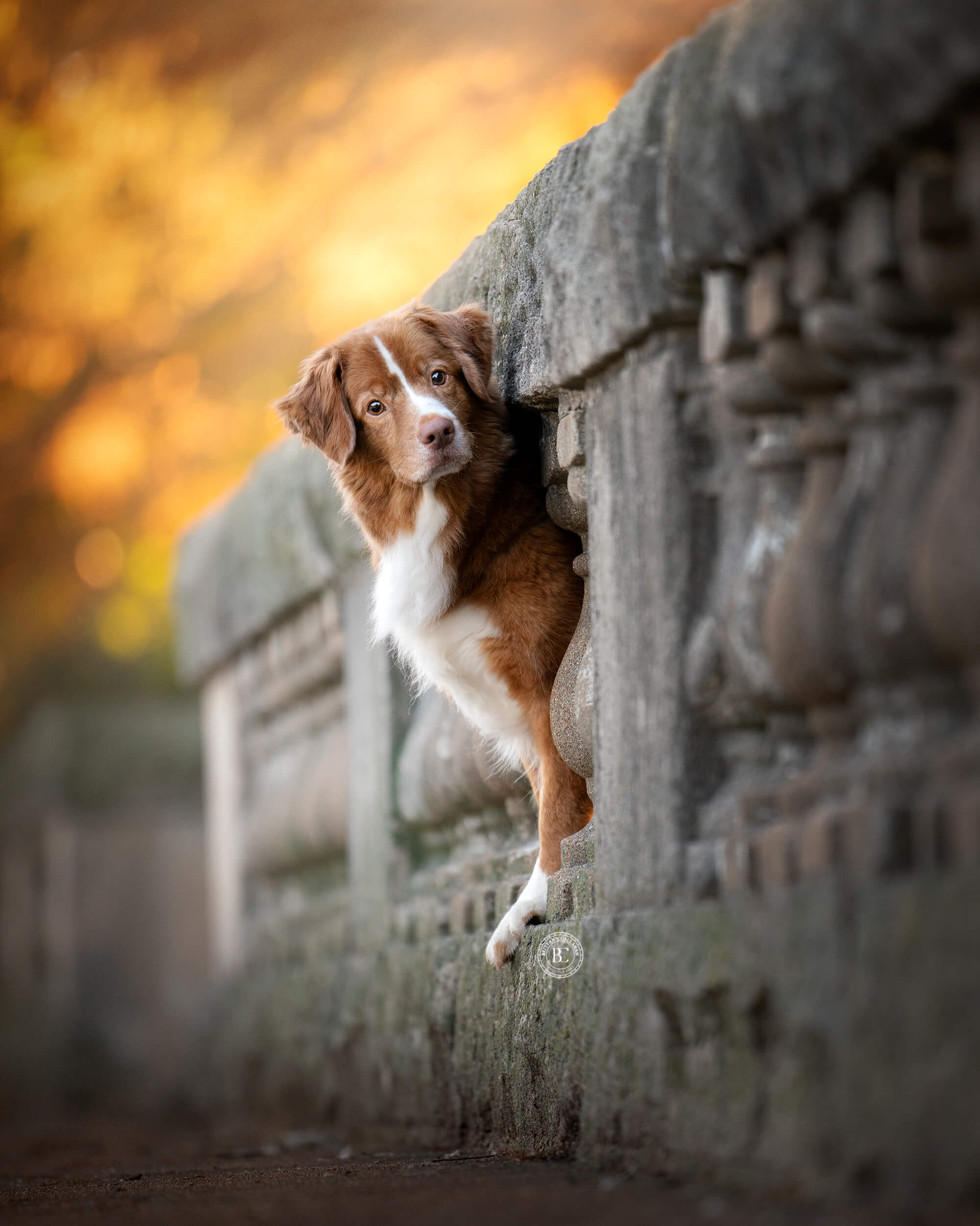 Duck Toller Dog standing in between columns of a concrete wall looking at the camera. Fall color leaves behind.