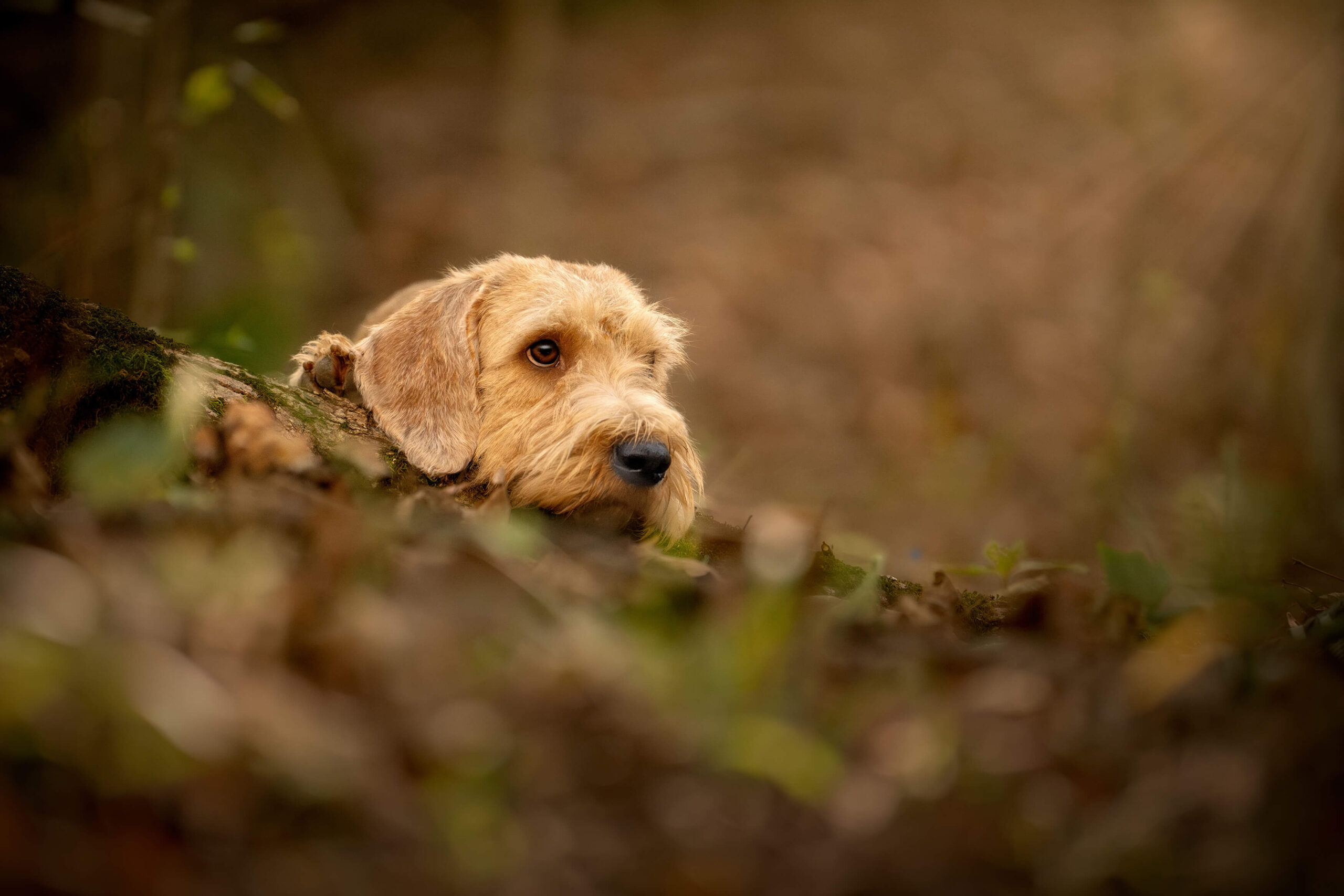 Tan Basset Fauve de Bretagne dog laying down with his chin resting on a log while looking up at his owner